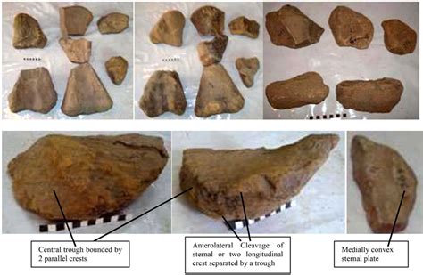 Pakisaurus balochistani (Poripuchia, Slender Titanosauria, Sauropoda) Associated Skeletons Found ...