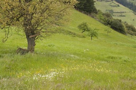 Private property | A typical hay meadow, full of flowers and… | Flickr