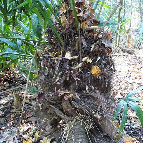 How To Grow Needle Palm Tree (Rhapidophyllum hystrix)