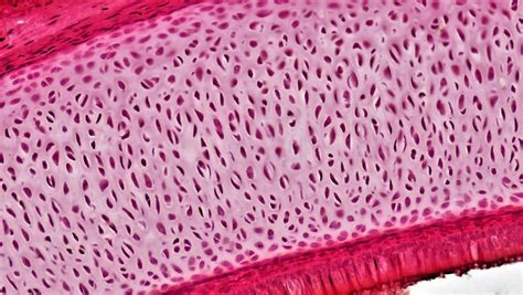 Mammalian Histology: Connective Tissues – Berkshire Community College Bioscience Image Library