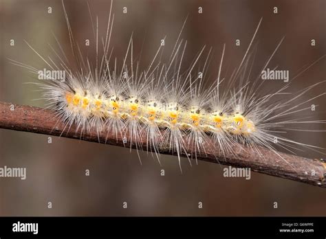 A Fall Webworm Moth (Hyphantria cunea) caterpillar (larva) perches on a ...