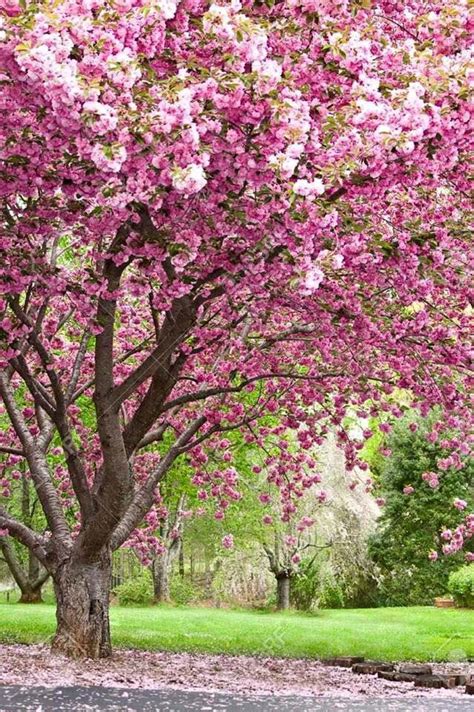 Paisaje | Flowering cherry tree, Flowering trees, Growing flowers