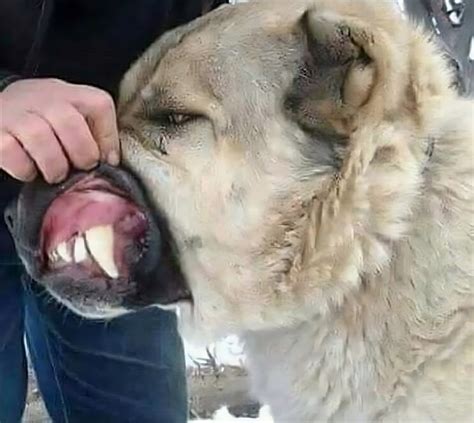 Kangal Dog Vs Wolf