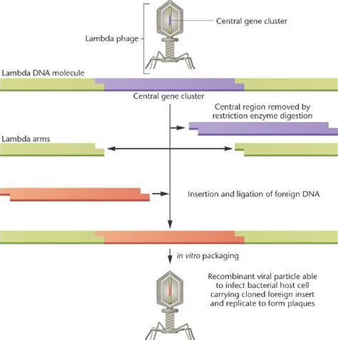 lambda-vector.html 19_09-lambda-vector.jpg