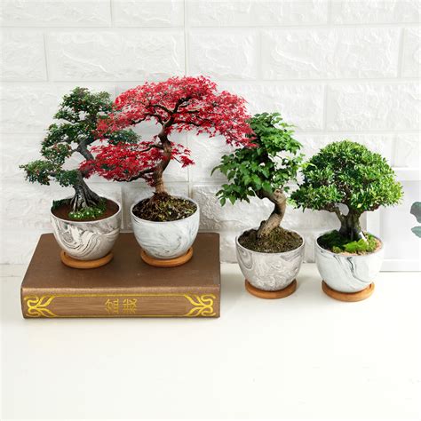 Deluxe Bonsai Tree Grow Kit - Homegrown Garden