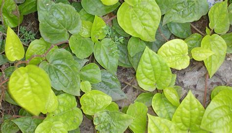 5 Health Benefits of Betel Leaves - lifeberrys.com