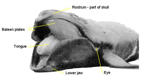 Whale Adaptations, the baleen whales