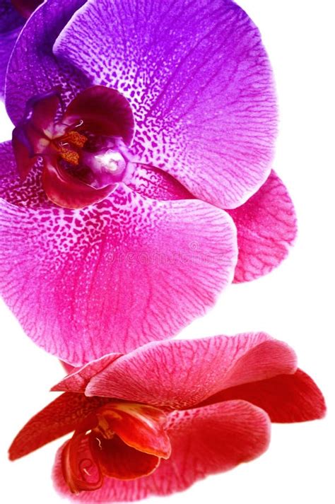 Rainbow orchid stock photo. Image of colored, rainbow - 9566636