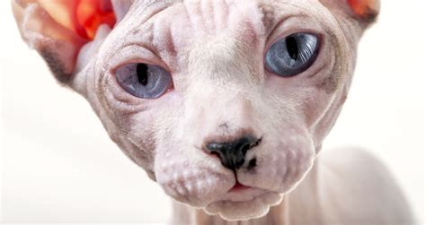 5 Things to Know About Sphynx Cats - Petful