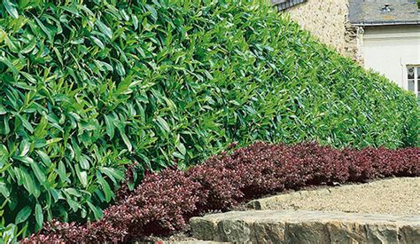 Best Privacy Hedges | Evergreens for Privacy | InstantHedge Blog