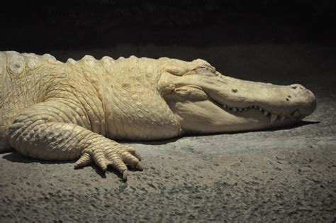 Leucistic alligator at the Audubon Zoo in New Orleans | Zoo, Wildlife ...