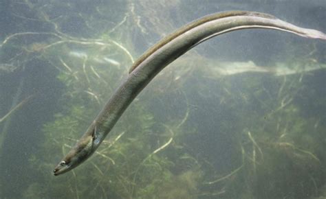 Why saving the European eel matters