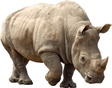 Free Rhino Transparent Images