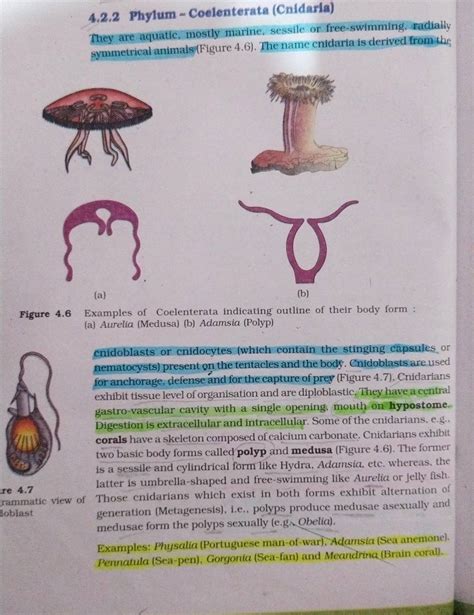 4.2.2 Phylum - Coelenterata (Cnidaria) They are aquatic, mostly marine. s..