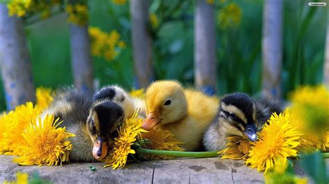 Spring Baby Animals Desktop Wallpapers (48+ images)