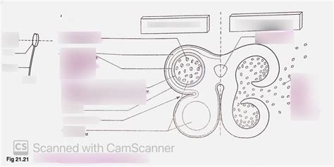 SEXUAL REPRODUCTION IN PLANTS (II) : POLLEN GRAINS Diagram | Quizlet