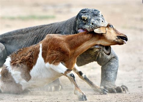 Komodo Dragon catches its prey : r/badassanimals