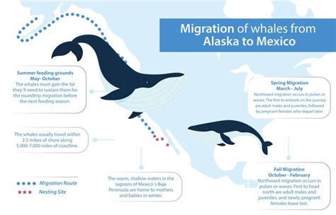 Whale Migration in San Diego | San Diego Whale Watch