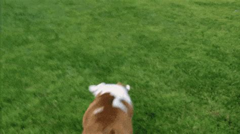 Dog Fails Gif - GIFcen