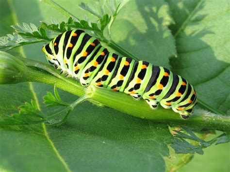 Caterpillar Identification Guide: Find Your Caterpillar With Photos and Descriptions | Butterfly ...