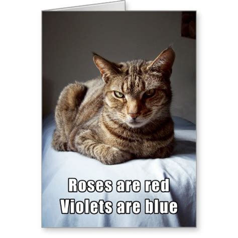 Funny Valentine Quotes N Cat. QuotesGram