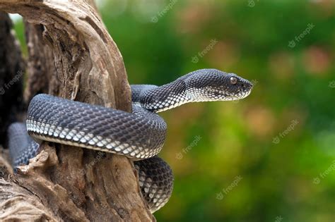 Premium Photo | Black viper snake on a tree