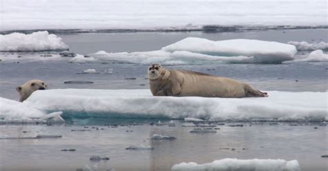 BBC Captures Incredible Footage of Starving Polar Bear Ambushing a Seal » TwistedSifter