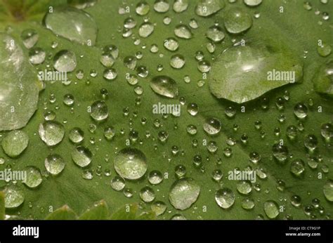 Rain drops on leaves Stock Photo - Alamy