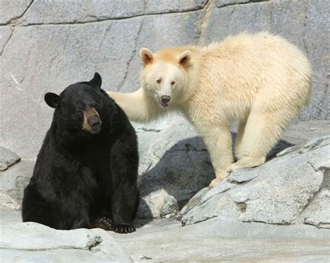 1167 best images about All da bears on Pinterest | American black bear, Baby polar bears and ...