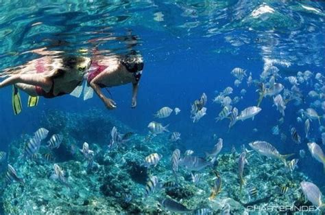 Tortola Snorkeling Excursion | Tortola british virgin islands, Southern caribbean cruise ...