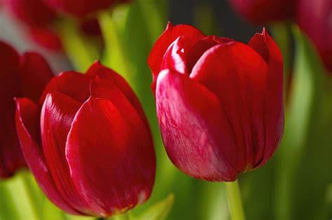 Red Tulips Photograph by Sharon Talson - Fine Art America