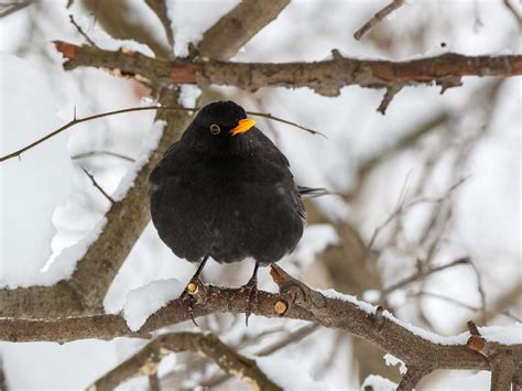 Do Blackbirds Migrate? (All You Need To Know) | Birdfact