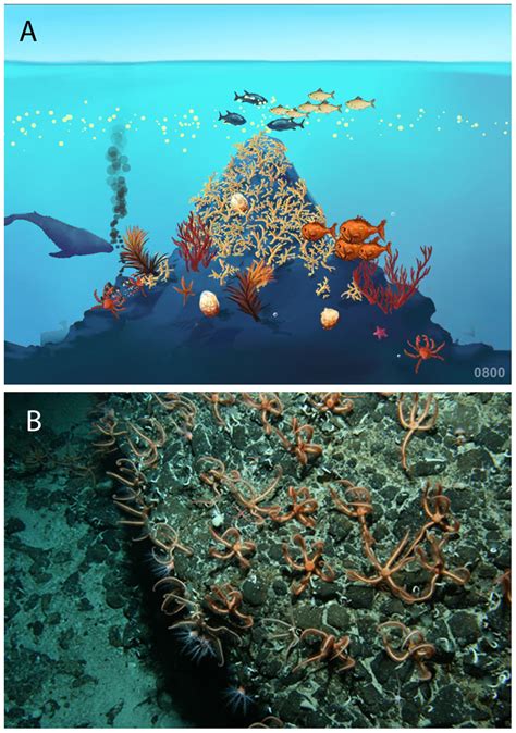 Examples of seamount images produced by CenSeam for use by educators ...