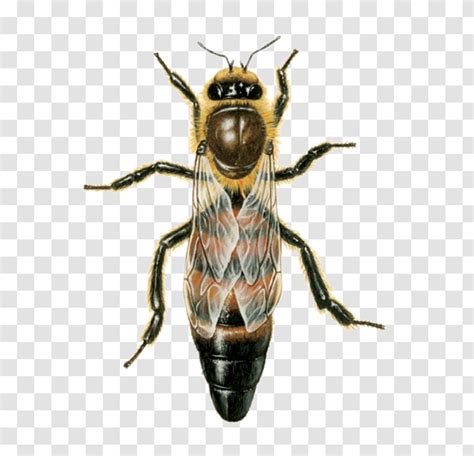 Western Honey Bee Queen Beehive Drone - Arthropod - And Worker Transparent PNG