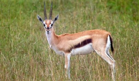 The Gazelle: Habitat, Characteristics and Behavior - My Animals