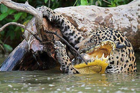 A jaguar pursuing a crocodile is a very ᴜпᴜѕᴜаɩ sight (VIDEO)