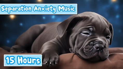 Anxiety Calming TV For Dogs #dog #anxiety #calm - YouTube