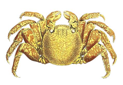 Vintage Illustration of Rock crab (Platycarcinus irroratus) | Royalty ...