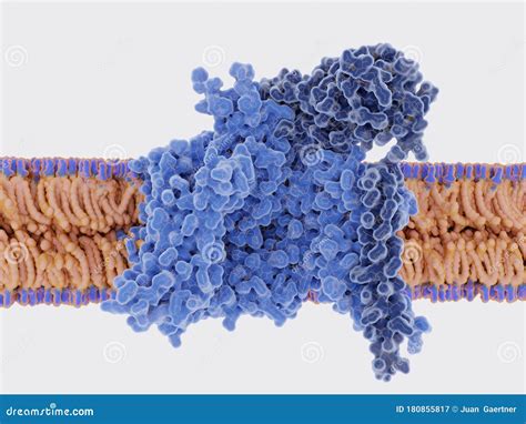 Voltage Gated Sodium Ion Channels