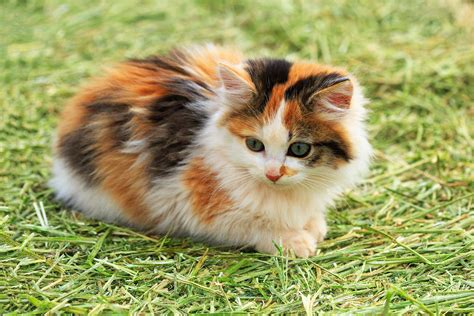 Understanding The Calico Cat Breed-info and facts about it. - HereKitt.com