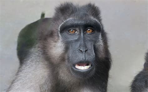 Booted Macaque (Macaca ochreata) - ZooChat