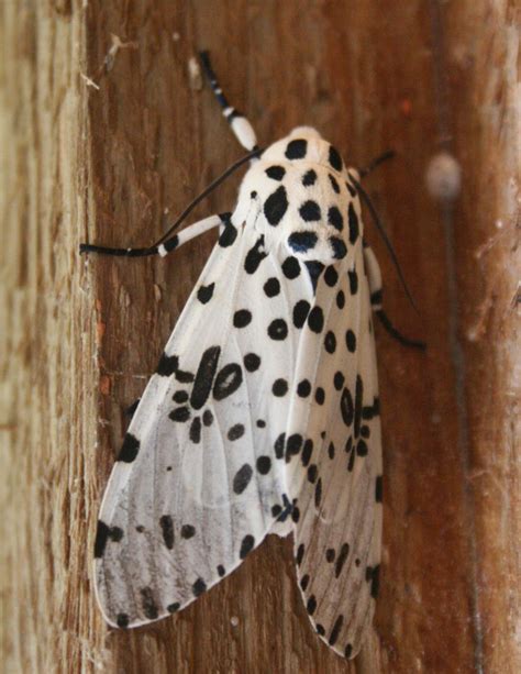 The Öko Box: White Moth with Black Spots