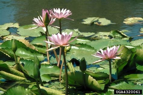 waterlilies (Genus Nymphaea)