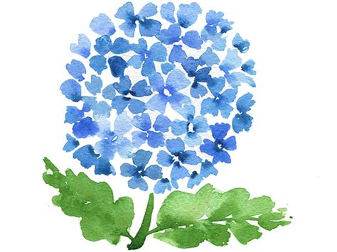 Blue Hydrangea Original Watercolor Painting, Pink Hydrangea - agrohort ...