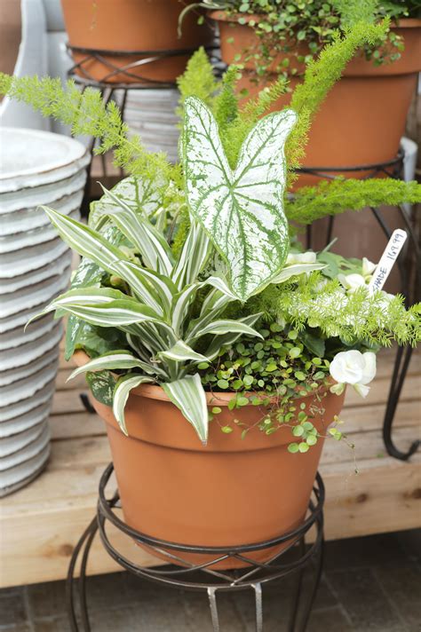 Using Indoor Plants in Outdoor Containers - Tonkadale