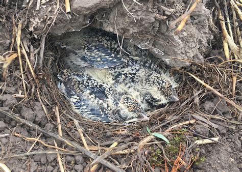 Federally threatened bird successfully hatched