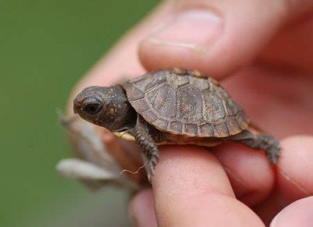 Turtles that Stay Small: Finding the Perfect Pet Turtle - Pet Territory