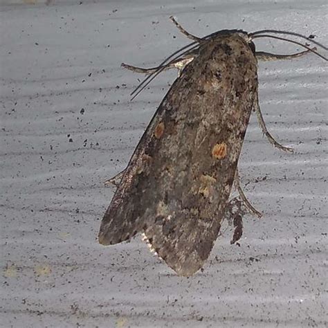 Beet Armyworm Moth Spodoptera exigua (Hubner, [1808]) | Butterflies and ...