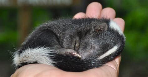 What’s a Baby Skunk Called + 4 More Amazing Facts! - A-Z Animals