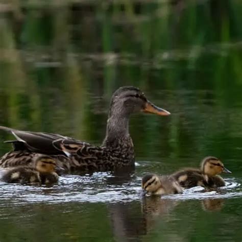 12 Safe Pond Plants for Ducks (Plants Ducks Love) - Pond Informer